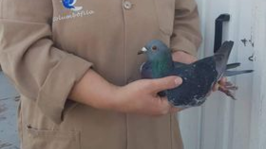 pomba vencedora
